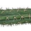 Peruanischer Fackelkaktus Trichocereus peruvianus