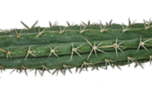 Peruanischer Fackelkaktus Trichocereus peruvianus