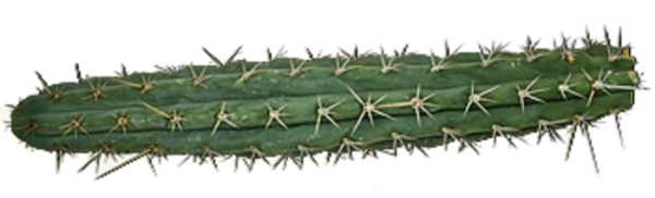 Peruanischer Fackelkaktus Trichocereus peruvianus
