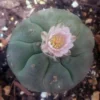 Peyote Samen
