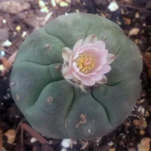 Peyote Samen