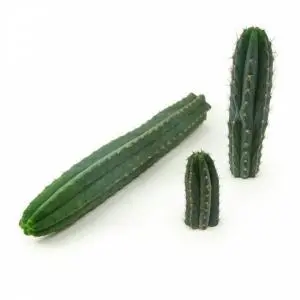 San Pedro Kaktus Peruvianus