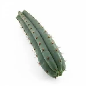 San Pedro Macrogona Trichocereus