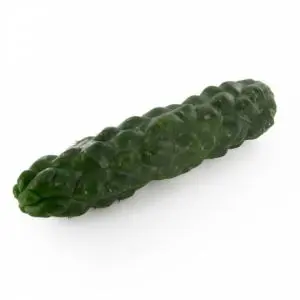 San Pedro Monstrosus