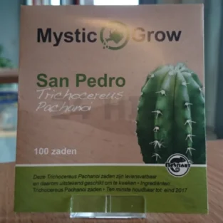 San Pedro-Samen (Trichocereus Pachanoi)