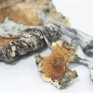 Blauer Fieslingpilz