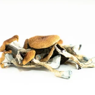 Brasilianische Zauberpilze