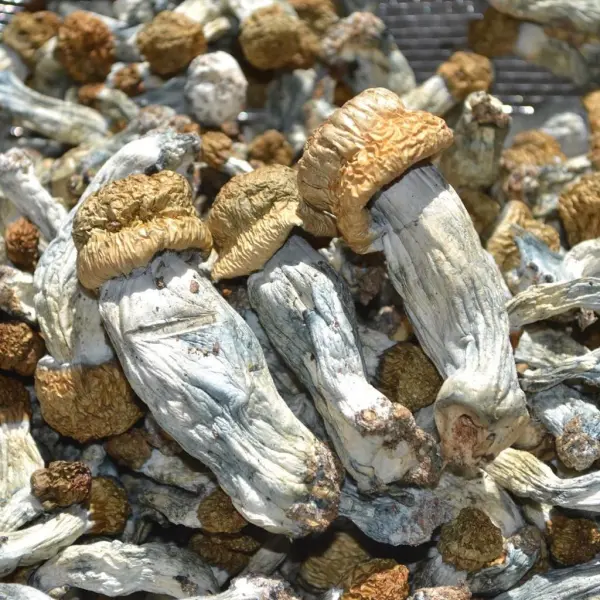 Ecuadorianische Zauberpilze