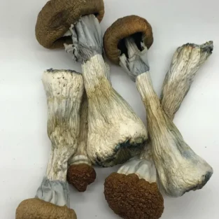 Goldener Lehrer Zauberpilz