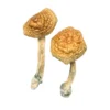 Goldener Mammut Zauberpilz