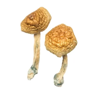 Goldener Mammut Zauberpilz