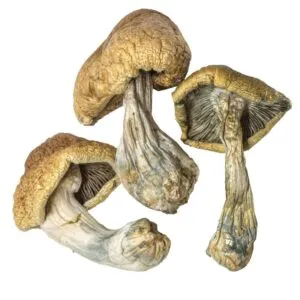 Kambodschanischer Zauberpilz