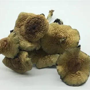 Kubanischer Zauberpilz