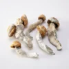 Penis-Neid-Pilze