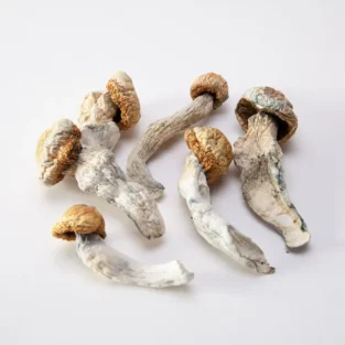 Penis-Neid-Pilze