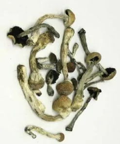 Transkei Zauberpilz