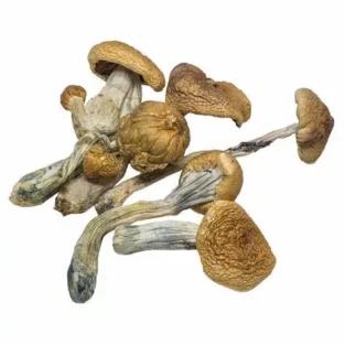 Cubensis B Zauberpilz