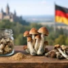 Zauberpilze Deutschland: Kauf, Sorten, Wirkung